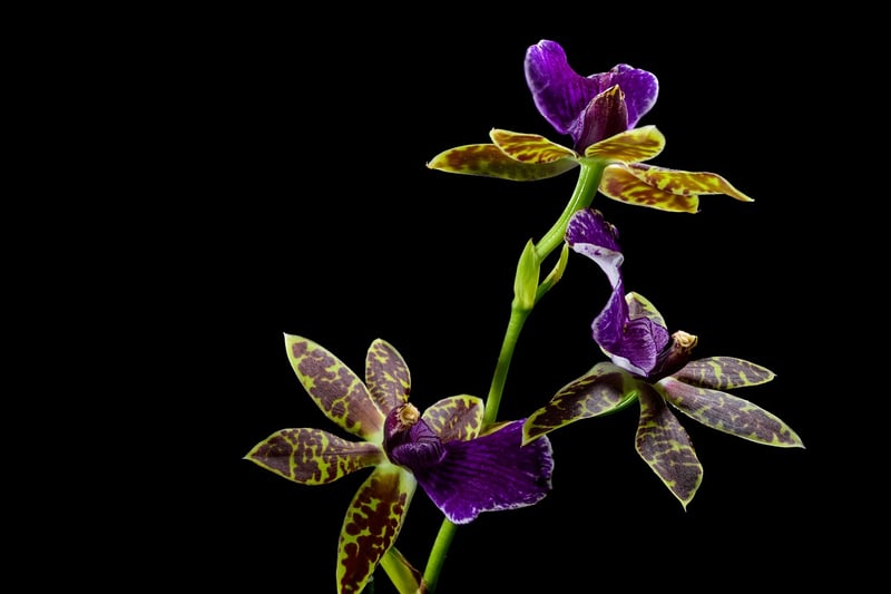 Orchid